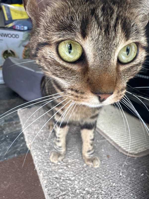 Two cats spotted resting in Desborough homes Thursday morning