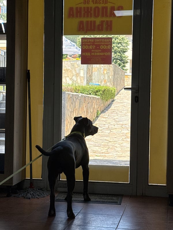 Dog pauses at a doorway, looking out into the light.