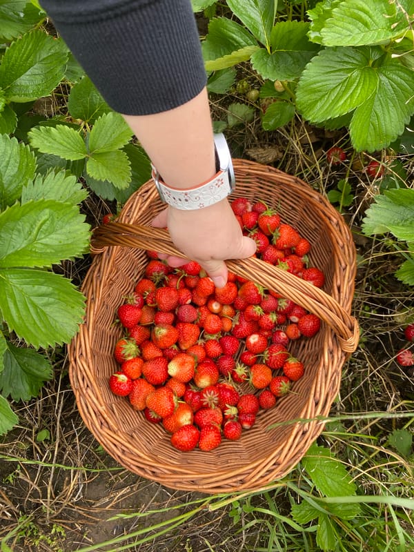Morning strawberry picking captured in Roudnice nad Labem