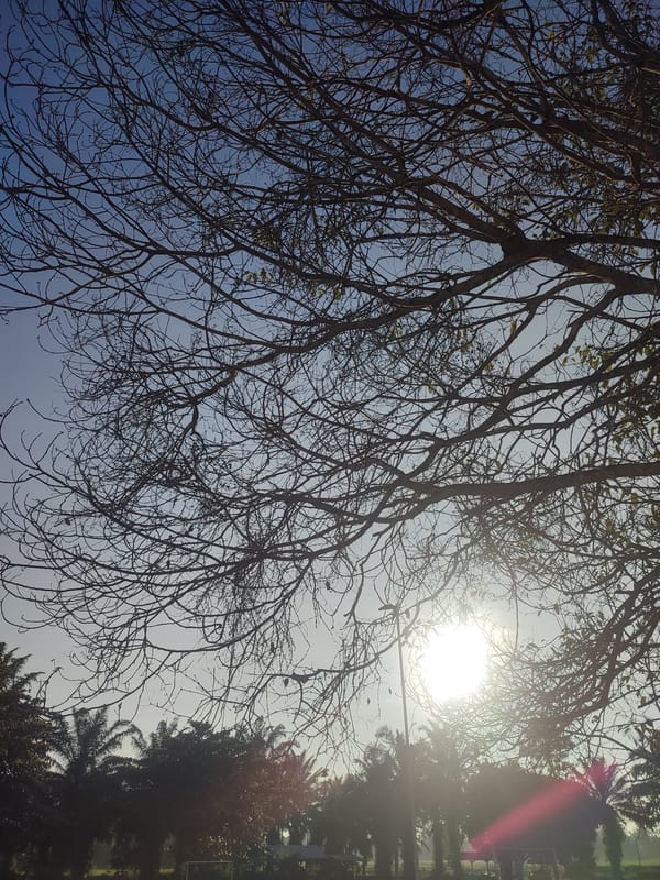 Sunlit morning scenes documented in rural Blangriek, Indonesia