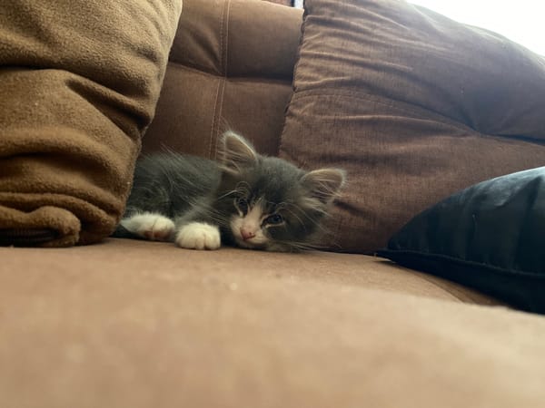 Curious kitten spotted hiding in furniture gap in Russia