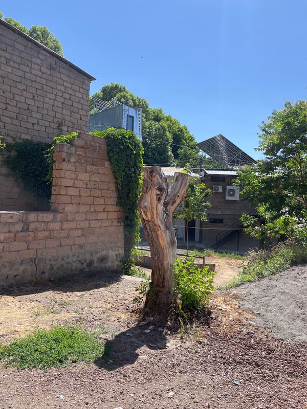 Old tree stump with new growth, Yeghegnadzor, Armenia