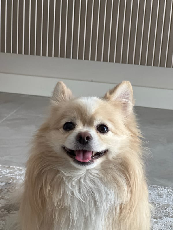 Casual apartment snapshots with a Pomeranian, Kyiv