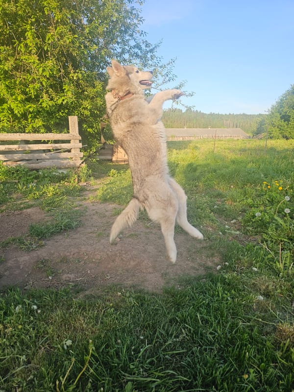 Spring day rural life documented in Kalinovka village