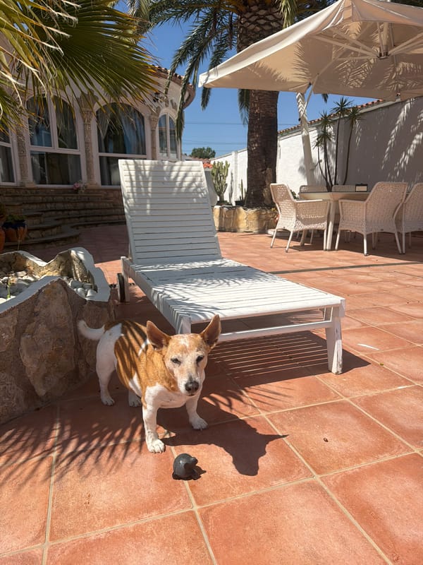 Dog enjoys sunny patio time in Mont-roig del Camp