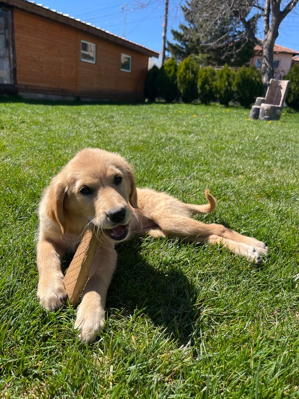Golden retriever puppy plays on lawn in Kostinbrod