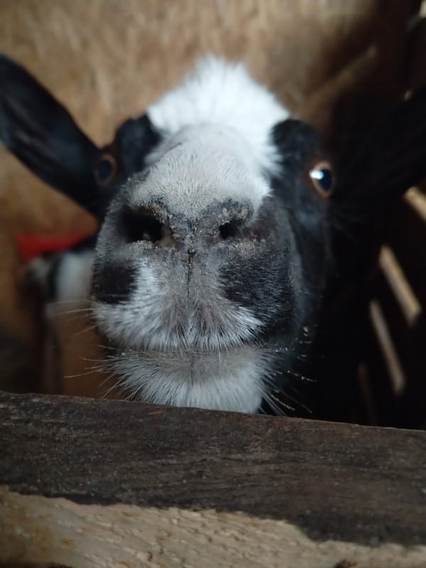 Up close with a group of goats in a barn pen