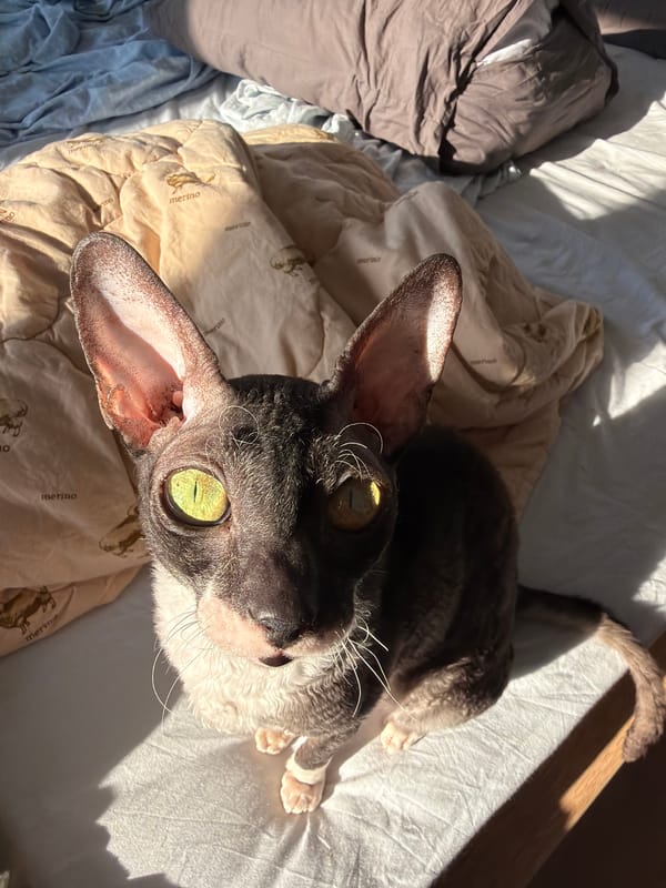 Cornish Rex cats lounging at home in Yekaterinburg