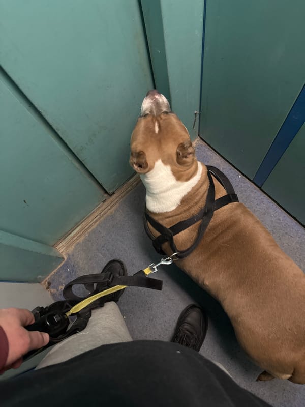 Dog takes rest break against wall in Minsk