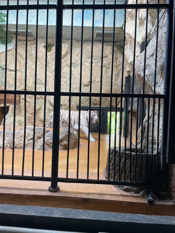 Morning zoo visit captures white tigers, leopard in Sofia