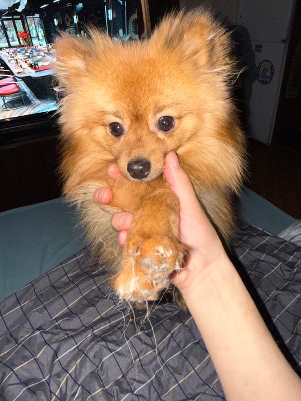 Pomeranian dog owner documents quiet afternoon in Khimki, Russia