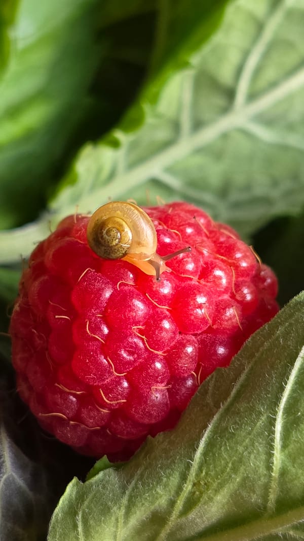 Tiny snail rests on a ripe raspberry, shot in macro detail