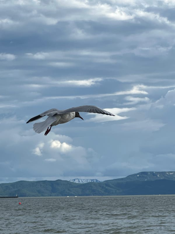 A quiet morning on the shores of Avacha Bay, Kamchatka