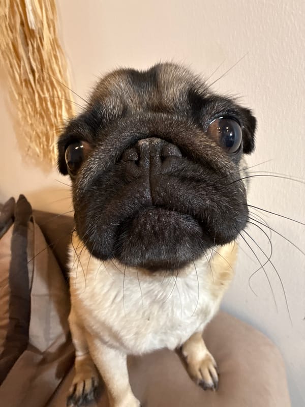 Couch time with two pugs, plus a few outdoor snapshots