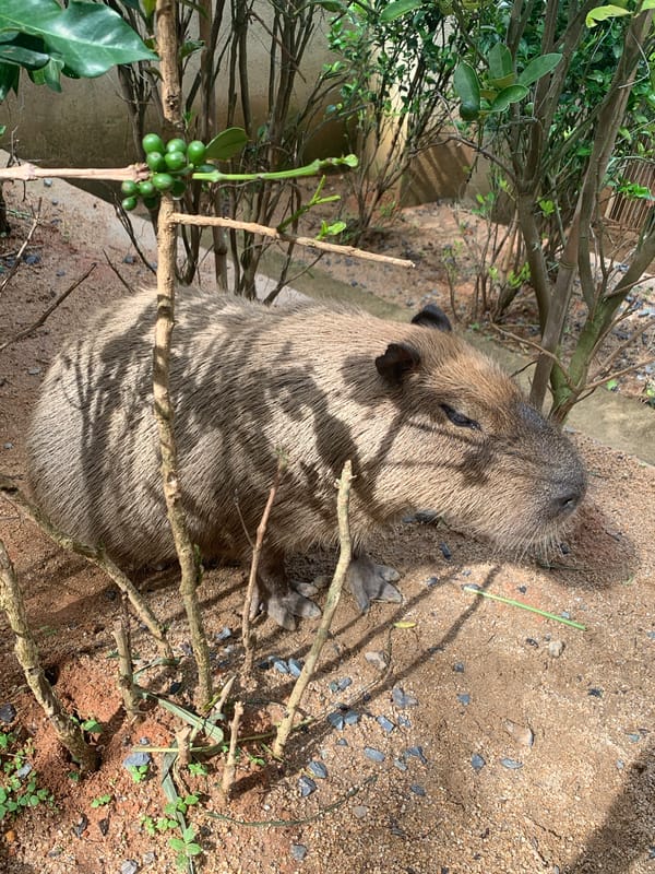 Small animal enclosure in Định An hosts capybara, raccoons, and rabbits