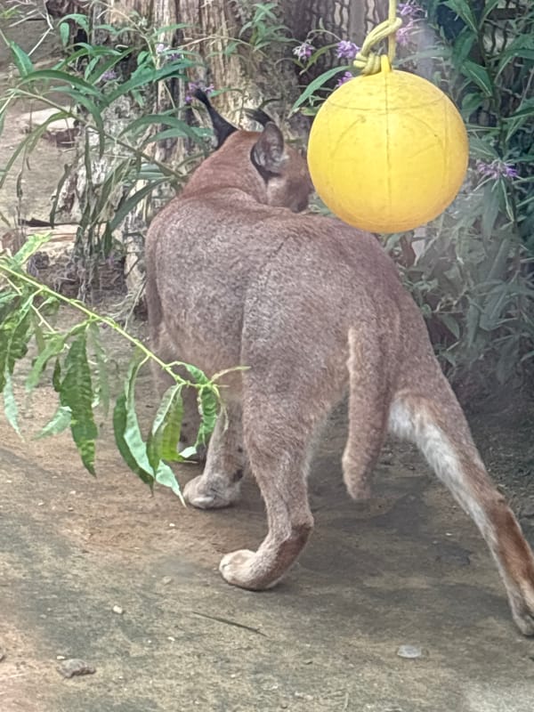 Zoo and aquarium visit in Minsk covers cats and tropical fish