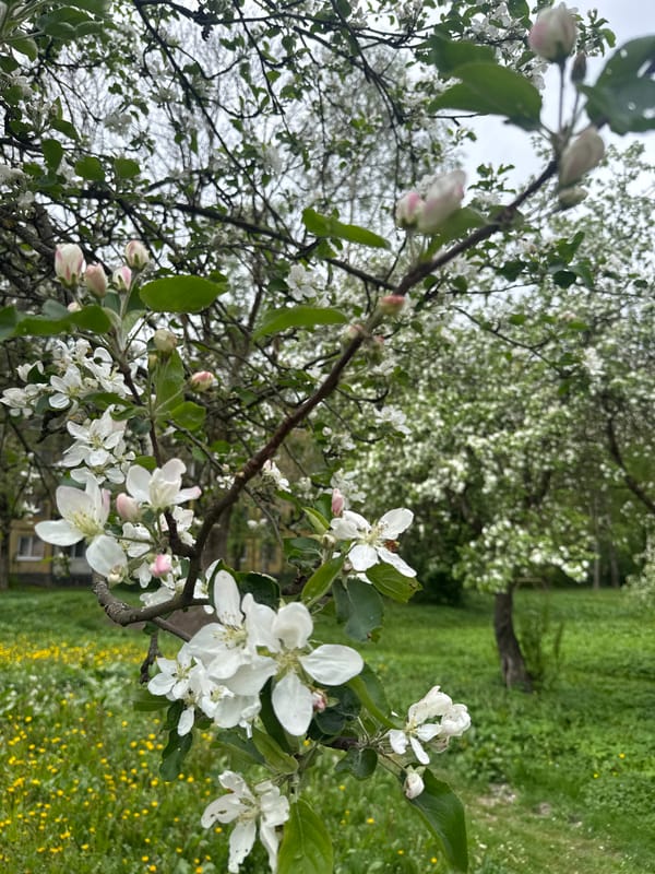 Spring blooms draw residents outdoors in Veliky Novgorod