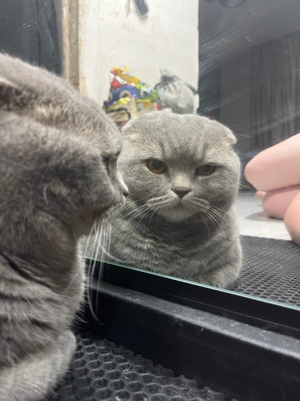 Family enjoys quiet evening at home with Scottish Fold cat
