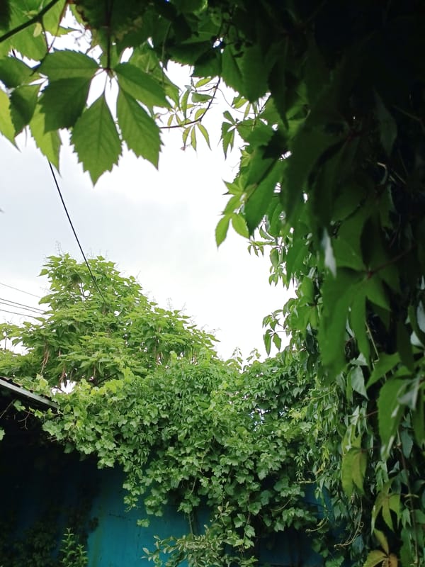 Cats, flowers, and backyard life in Almaty