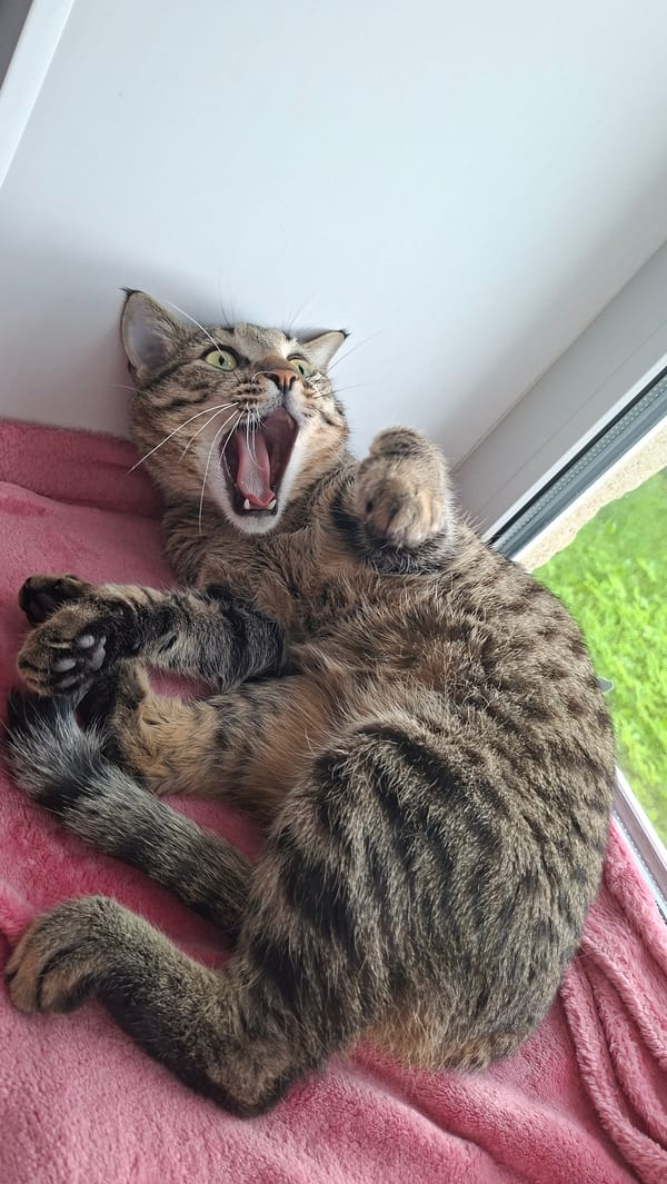 Cats, coffee, and a quiet afternoon indoors in Belarus