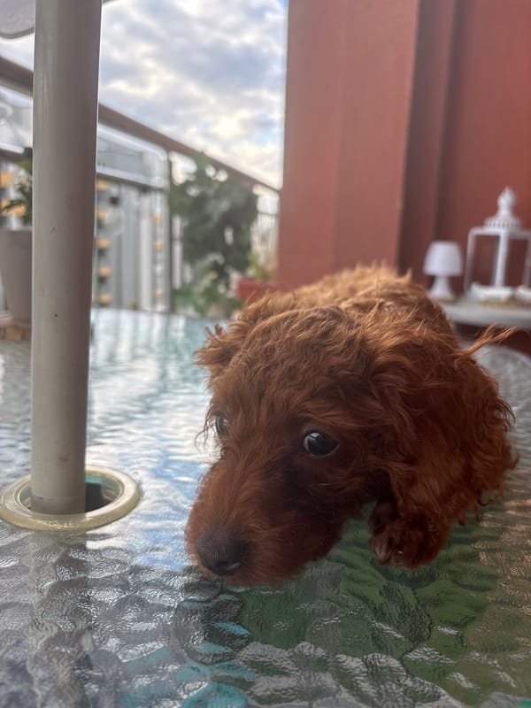 Quiet afternoon moments with dog on Plovdiv balcony