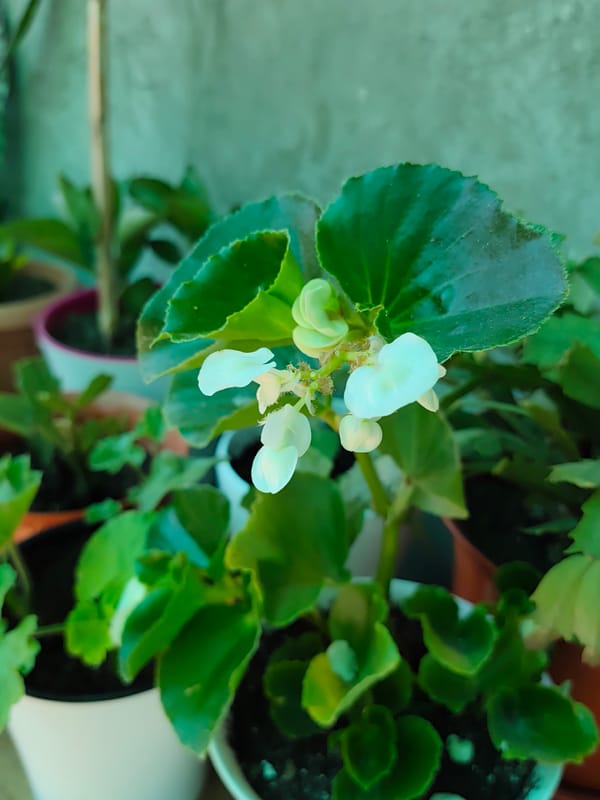 Close-up of a potted plant's delicate white blooms