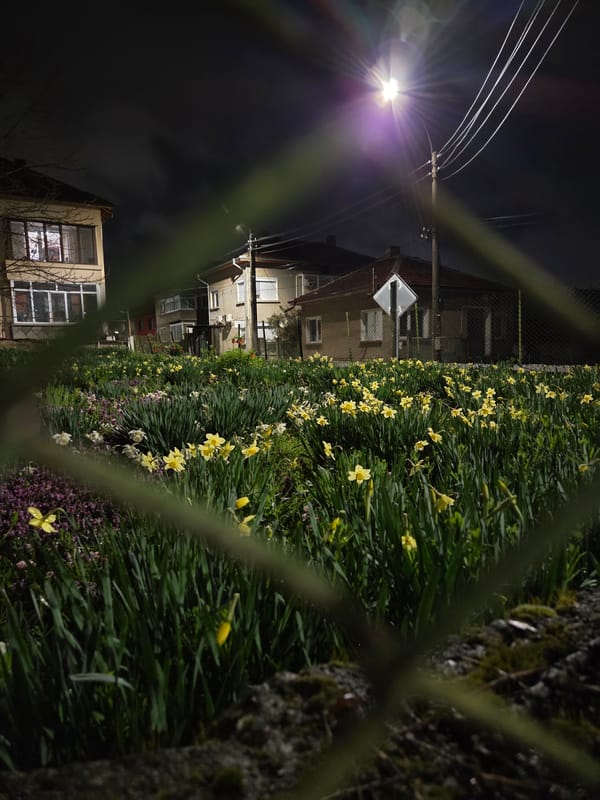 Spring flowers and vending machine captured in Pleven evening