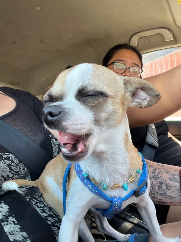 Person travels with harnessed dog in vehicle in Arica