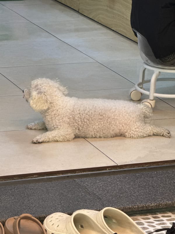 Small white dog rests indoors on tiled floor