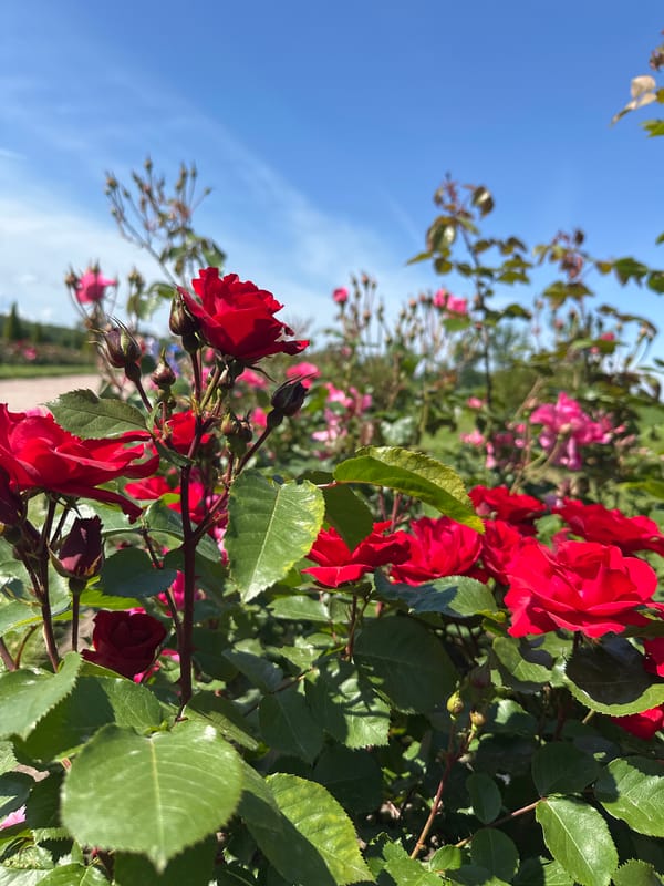 Peterhof rose garden in full summer bloom