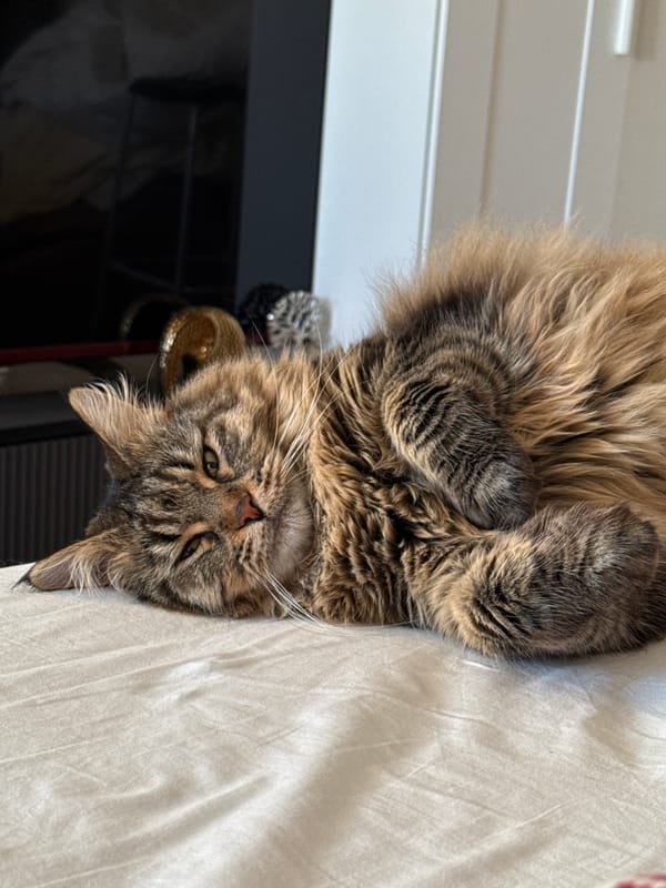 Tabby cat rests on white surface in Izhevsk