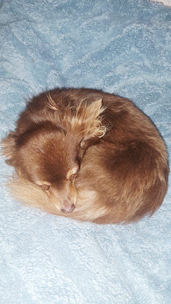 Chihuahua rests curled up on blanket in Bulgarian village