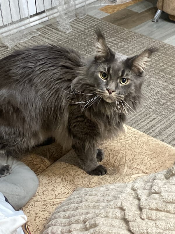 Gray Maine Coon cat spotted indoors in two locations