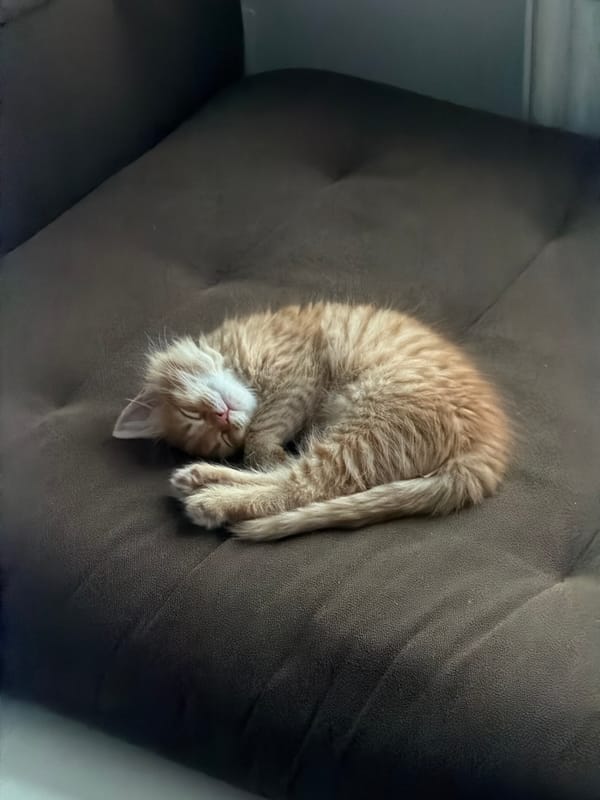 Ginger kitten observed sleeping and playing in Moscow home