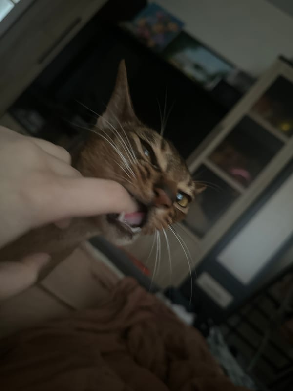Abyssinian cat plays with owner in Moscow apartment