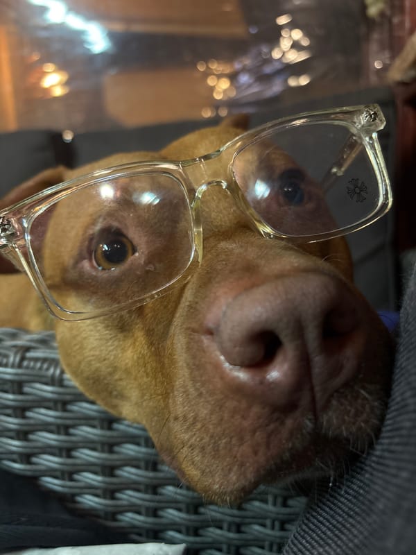 Dog spotted wearing eyeglasses in Bulgarian town