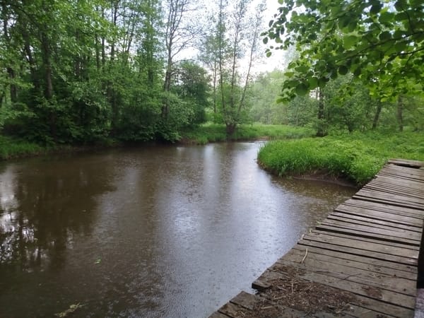 Rural Russian waterway and forest documented during rainy spring day