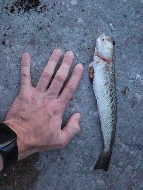 Evening fishing session yields catch at Sevastopol waterfront