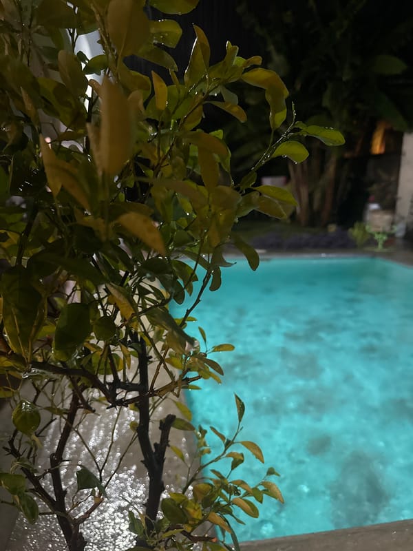 Morning rain observed on garden plants near pool in Xochitepec