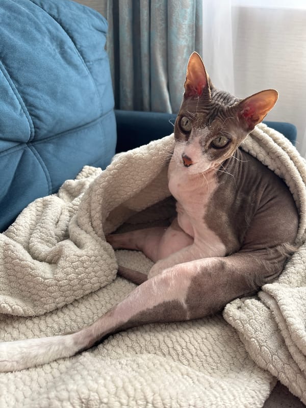 Sphynx cat bundled in blankets observed resting in Korolyov