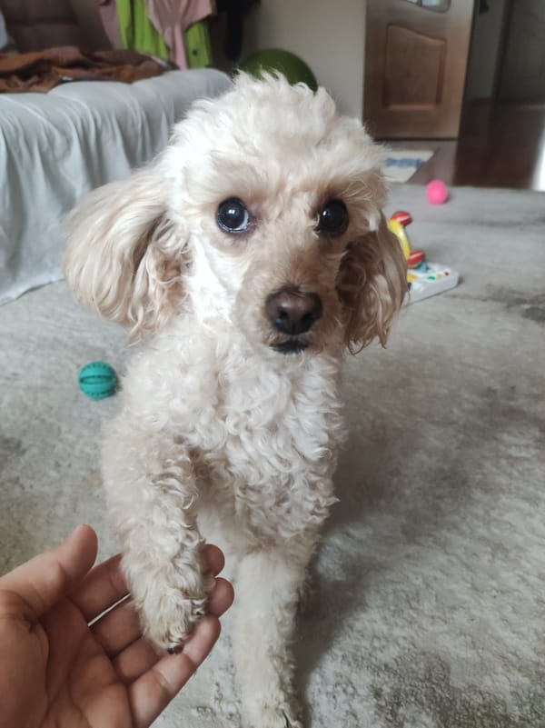Poodle extends paw toward human hand in indoor interaction