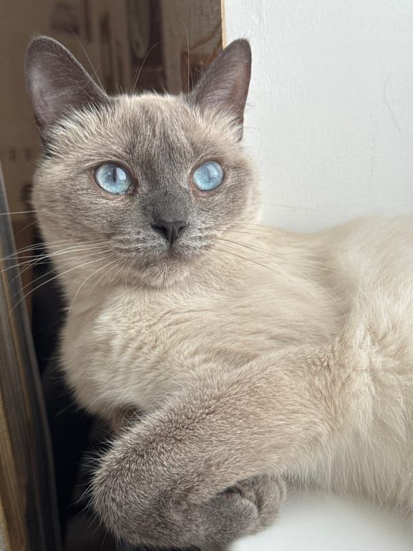 Siamese cat and a skillet meal, Slonim home