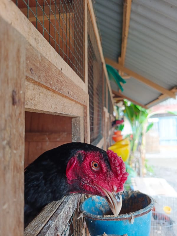 Rooster care and handling documented in Lhokseumawe, Indonesia