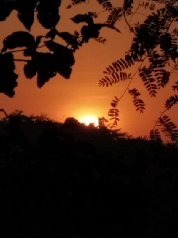 Rural sunset with farm animals documented by witness