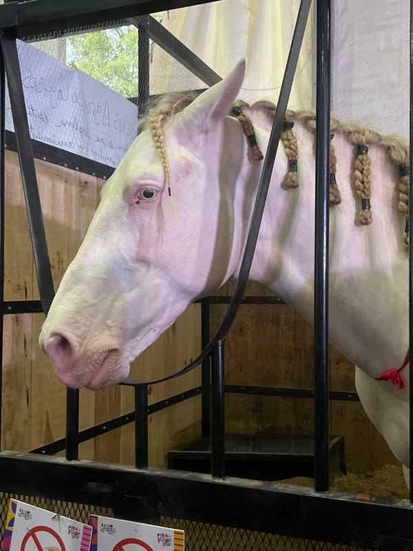 Agricultural fair features livestock displays and military exhibits
