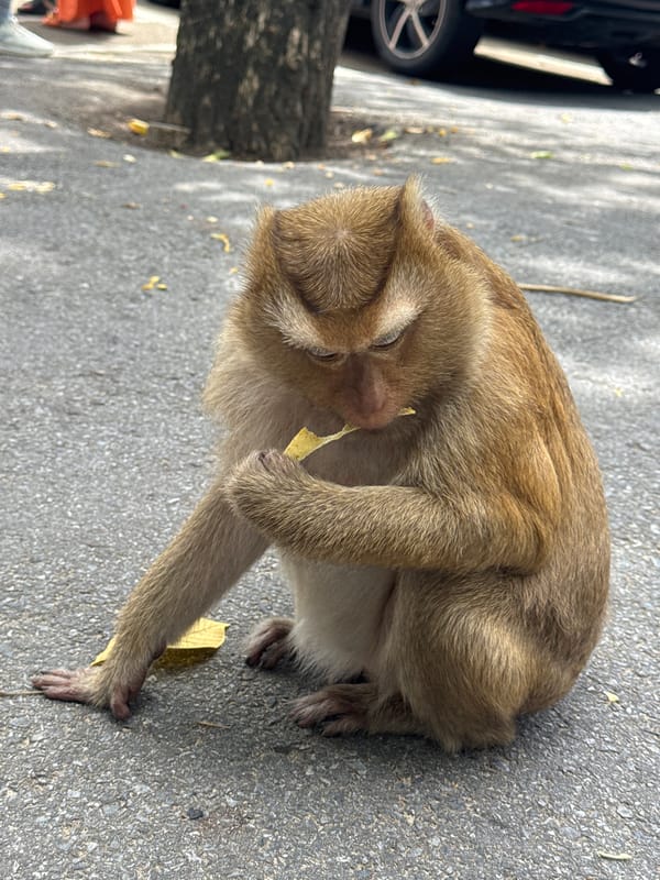 Macaques and visitors share a Ratsada viewpoint overlooking Phuket