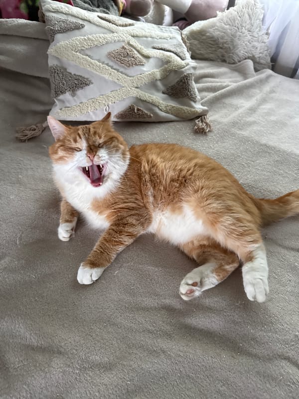 Orange and white cat relaxing on a blanket, green eyes on display