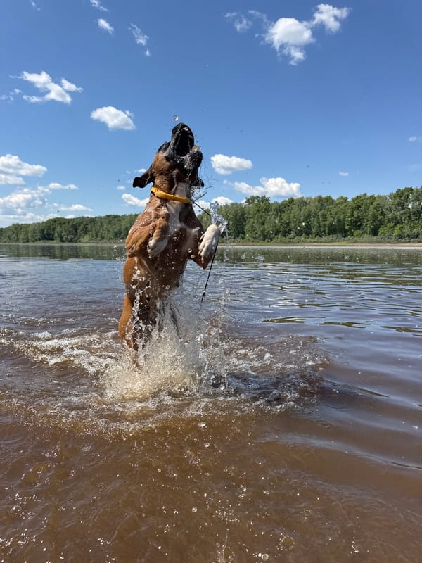 Summer morning documented in Chaikovsky: swimming dog, blooming gardens, riverside selfies