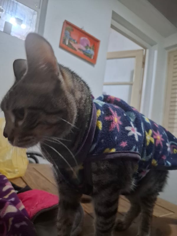Dressed tabby cat feeds from bowl in Argentina