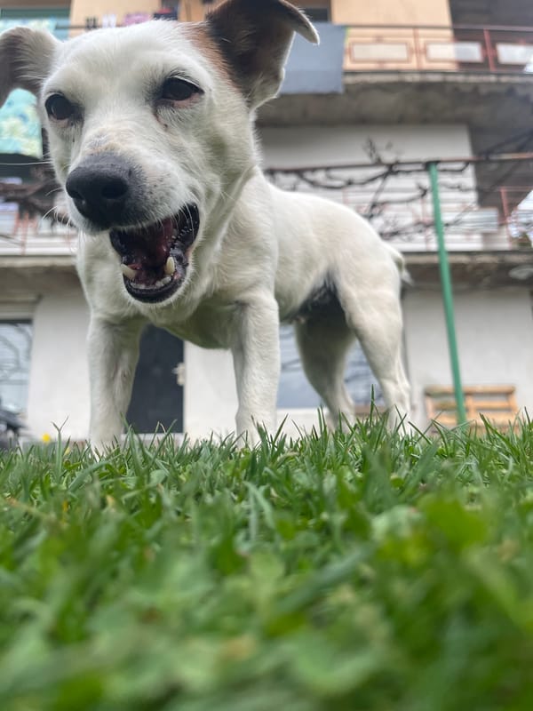 Dogs at play captured in Vladaya Bulgaria yards